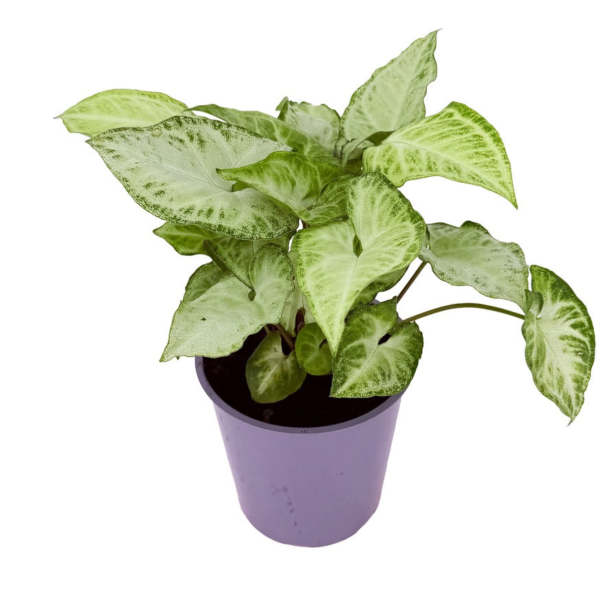 Syngonium podophyllum ‘White Butterfly’