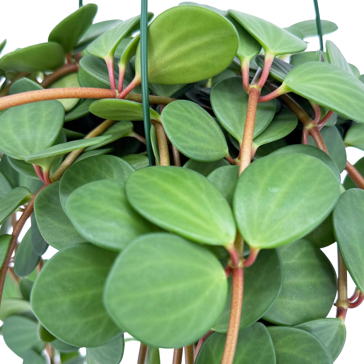 Peperomia 'Hope'