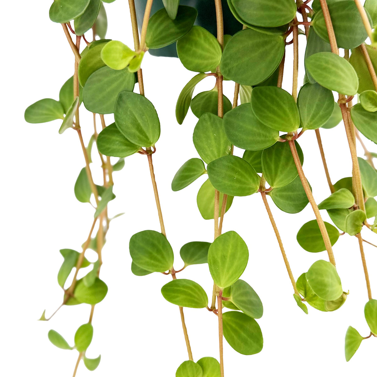 Peperomia 'Hope'