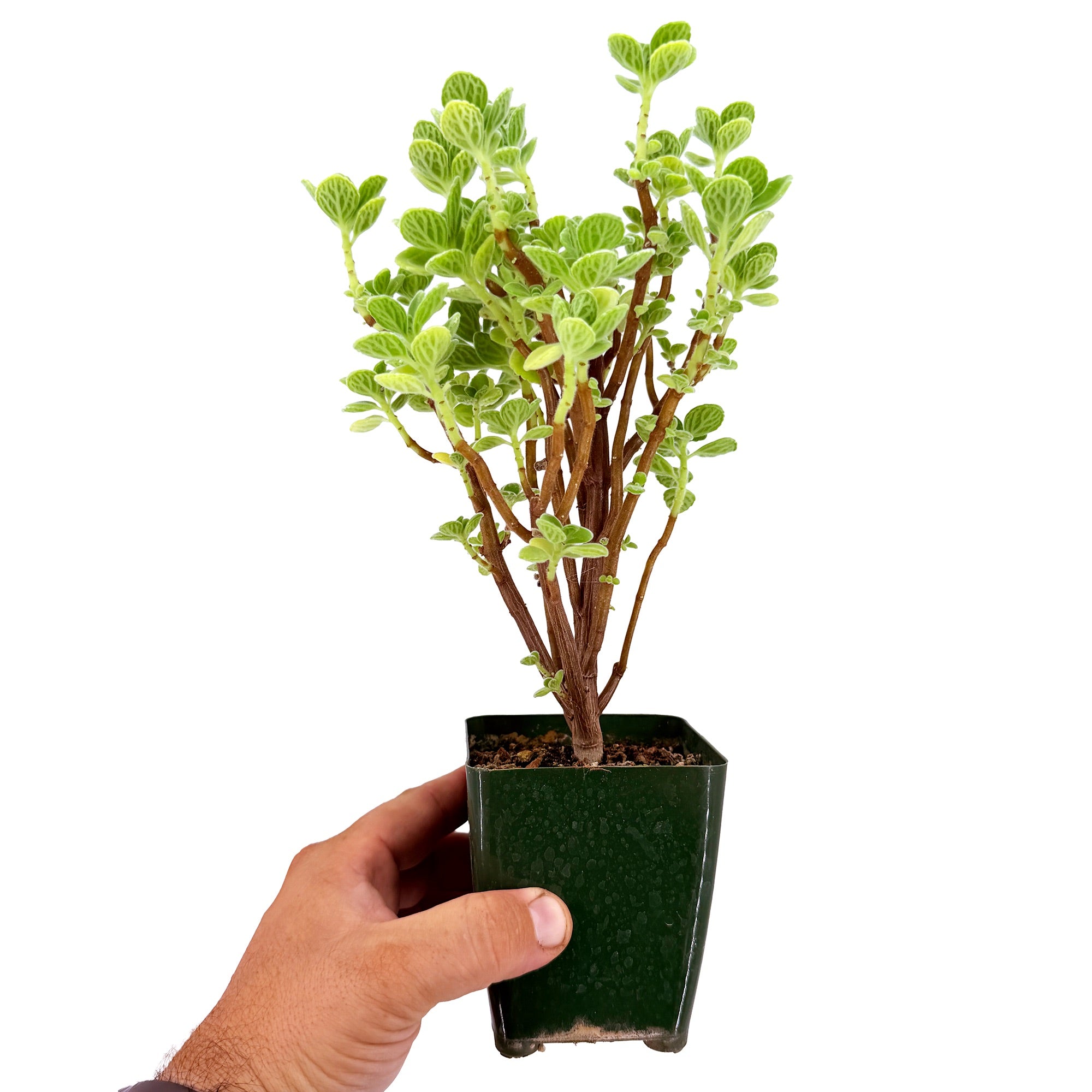 Plectranthus socotranus 'Mint of Socotra'