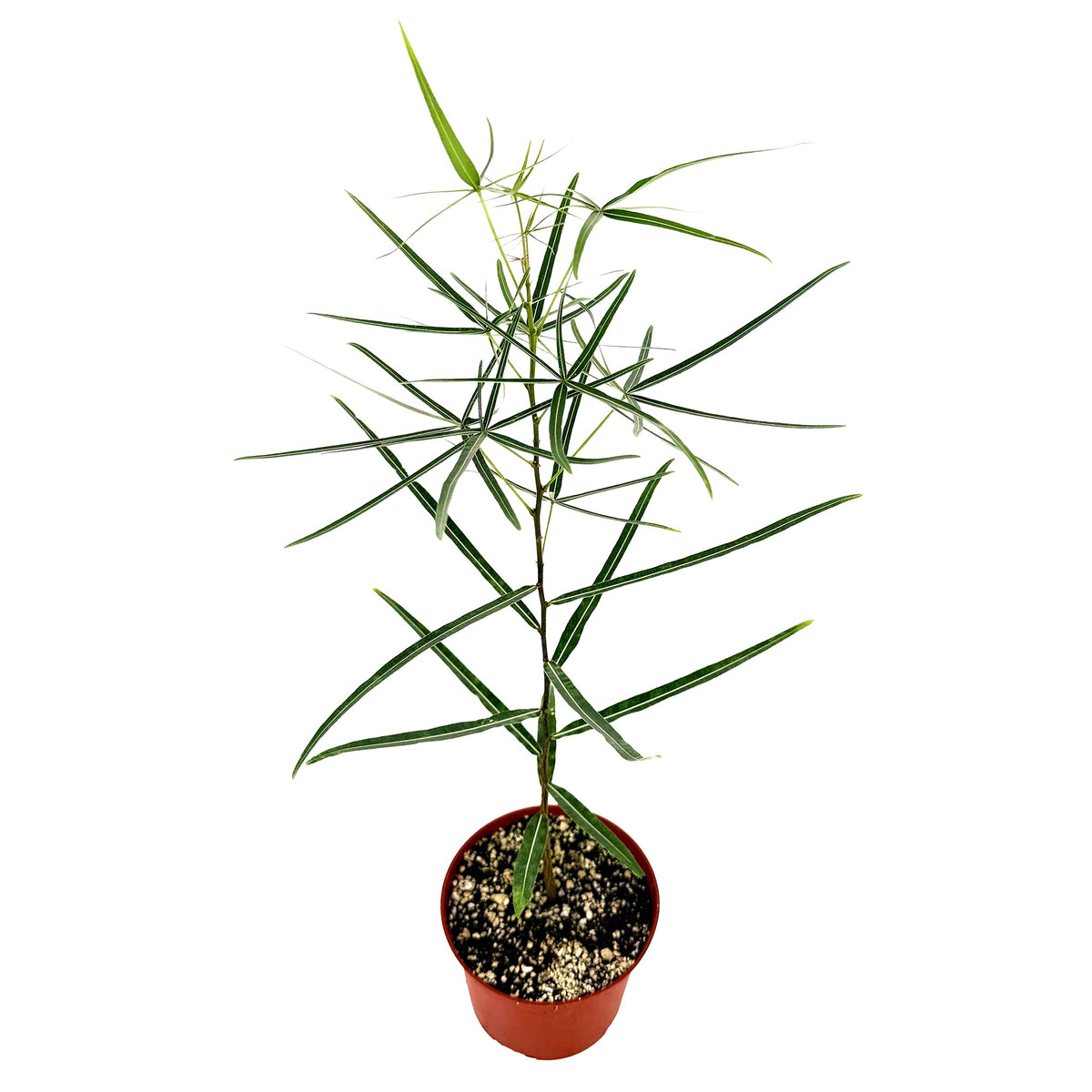 Brachychiton rupestris 'Queensland Bottle Tree'