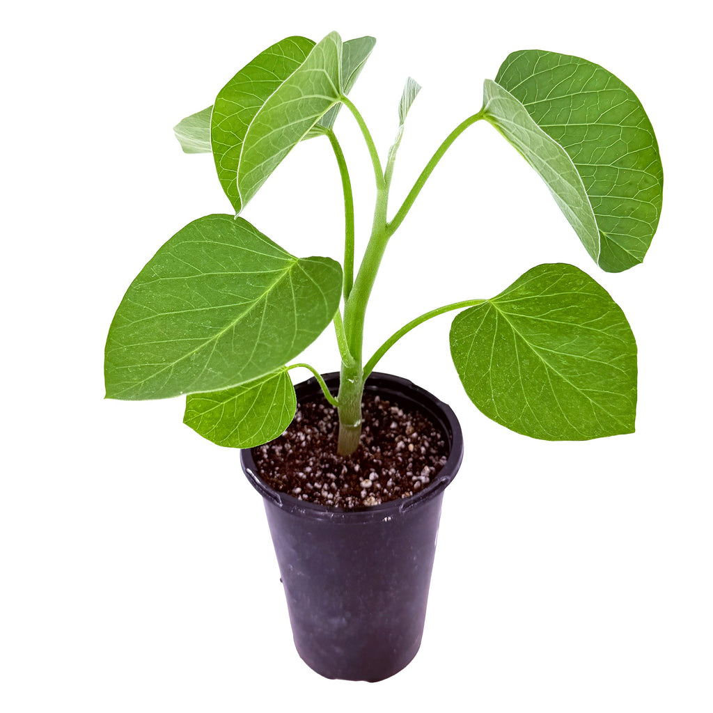Ipomoea lapidosa