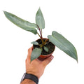 Philodendron atabapoense
