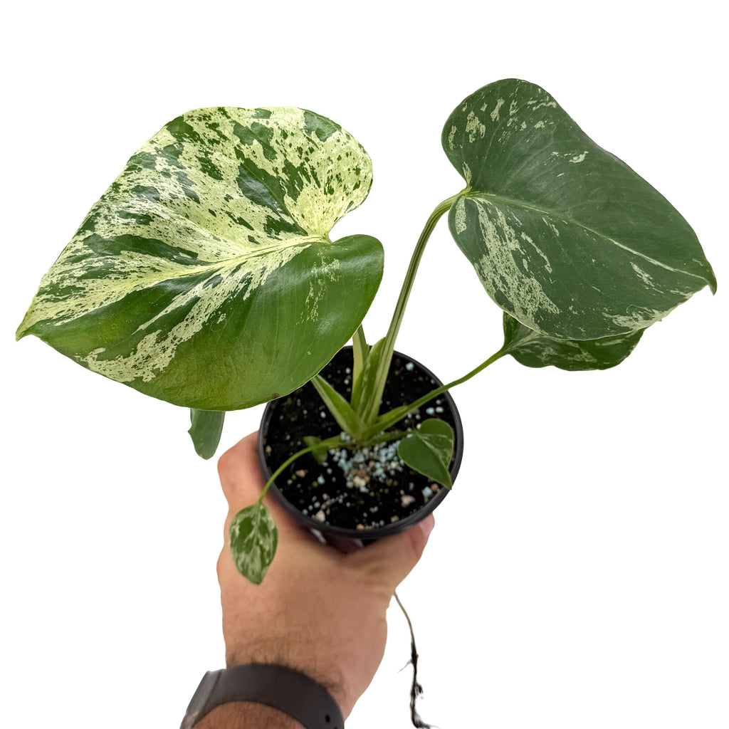 Monstera deliciosa 'Bulbosaur'