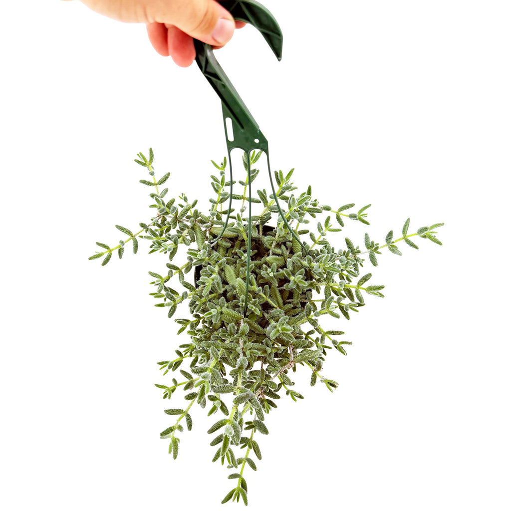 Delosperma echinatum ‘Pickle Plant’