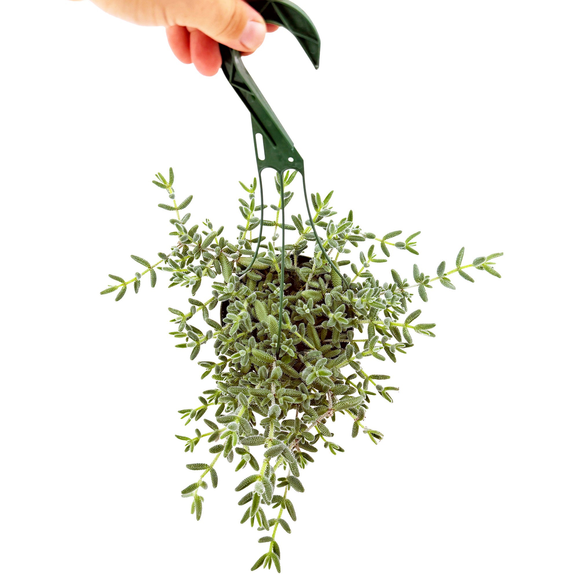 Delosperma echinatum ‘Pickle Plant’