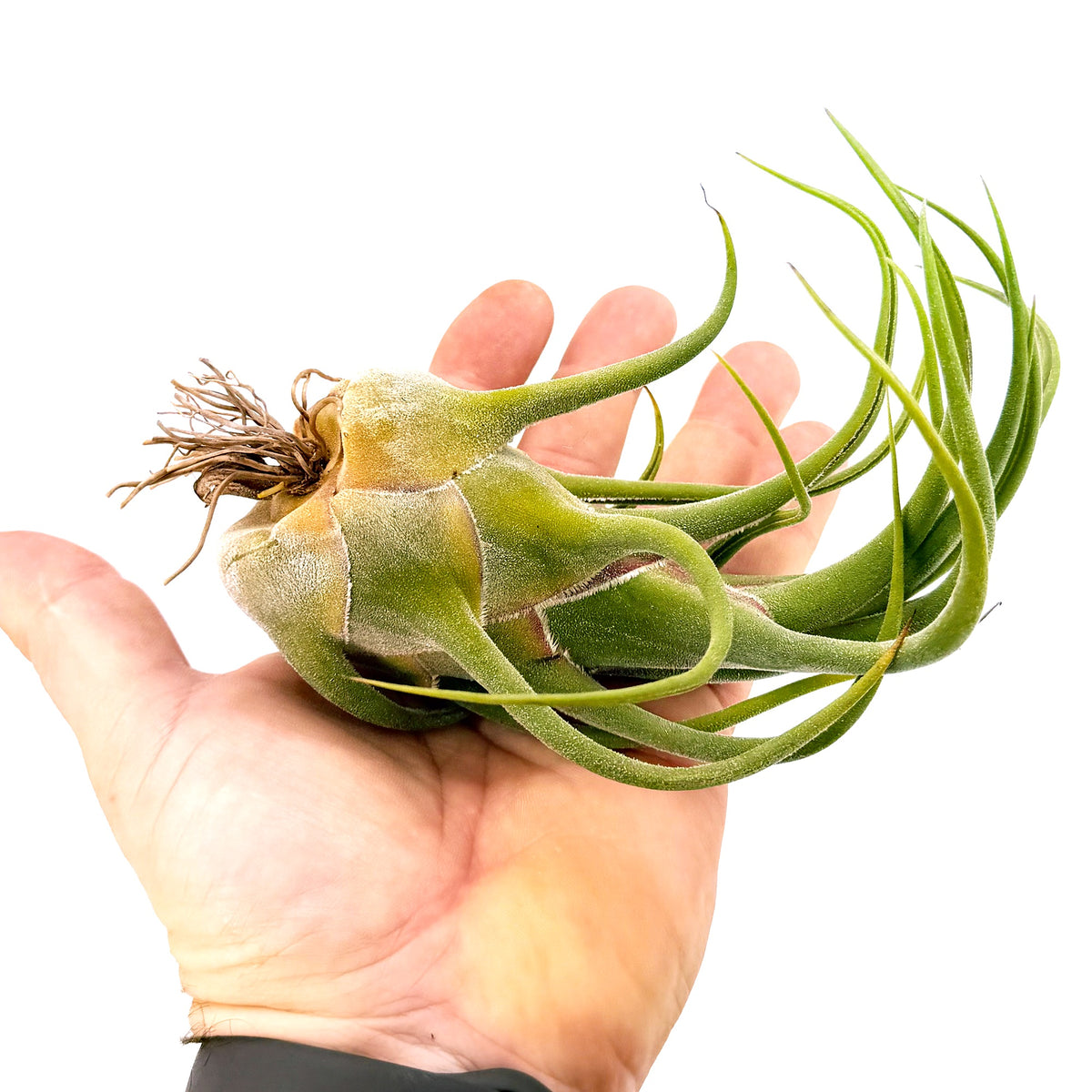 Tillandsia seleriana