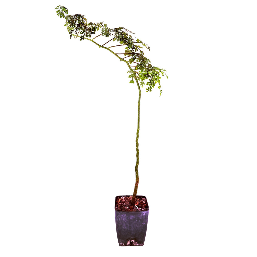 Adenia perrieri