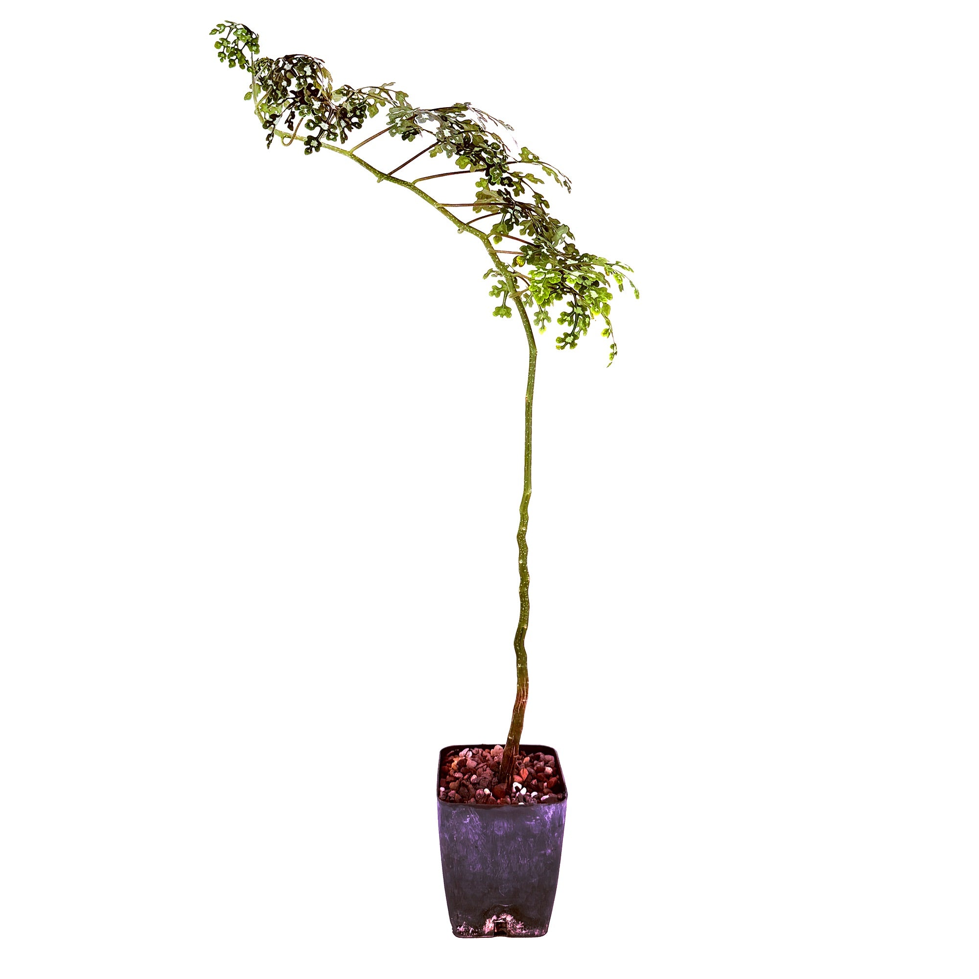 Adenia perrieri