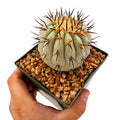 Copiapoa cinerea