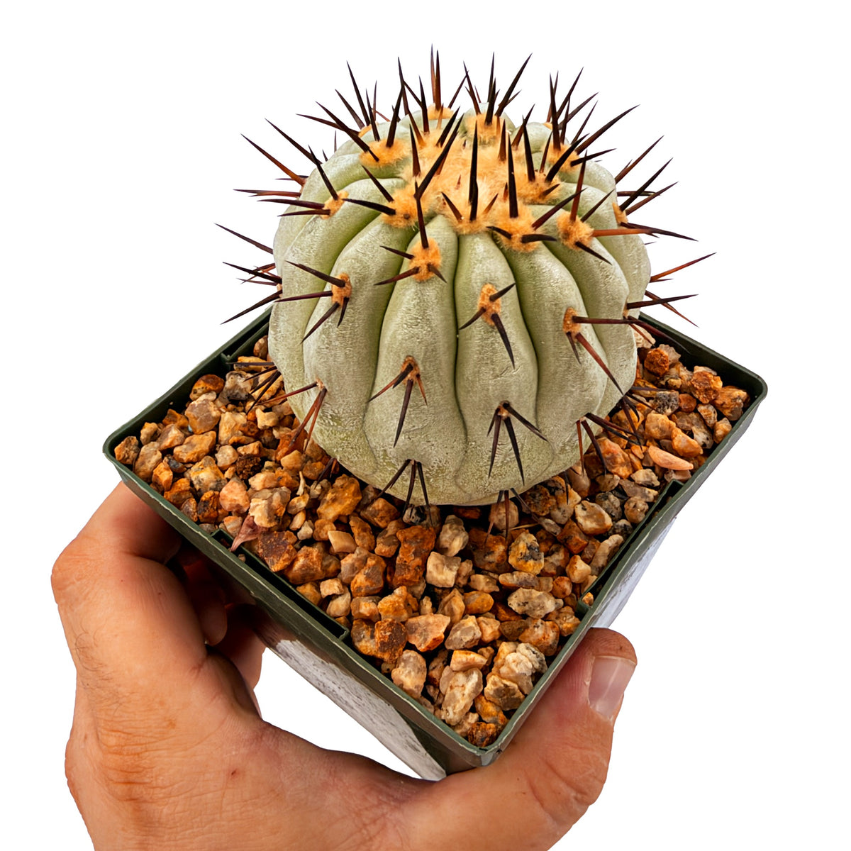 Copiapoa cinerea