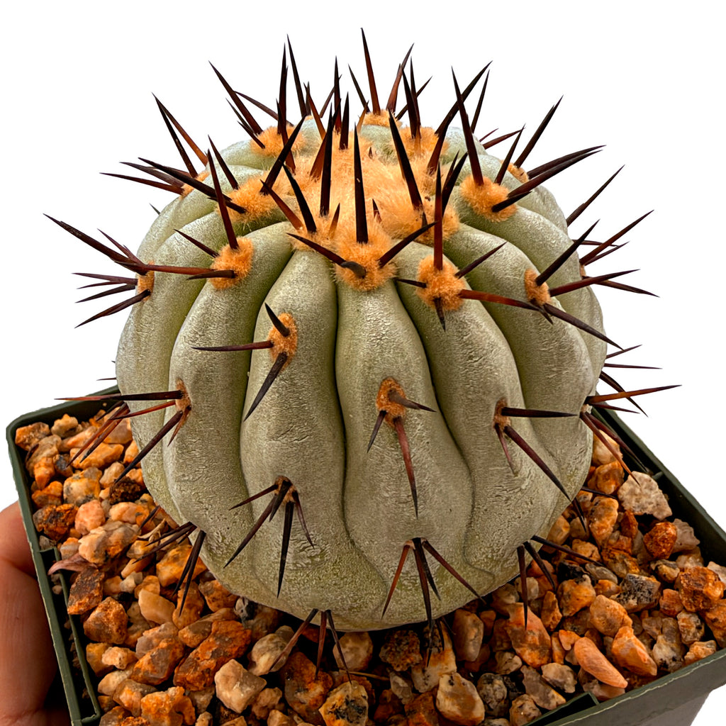 Copiapoa cinerea