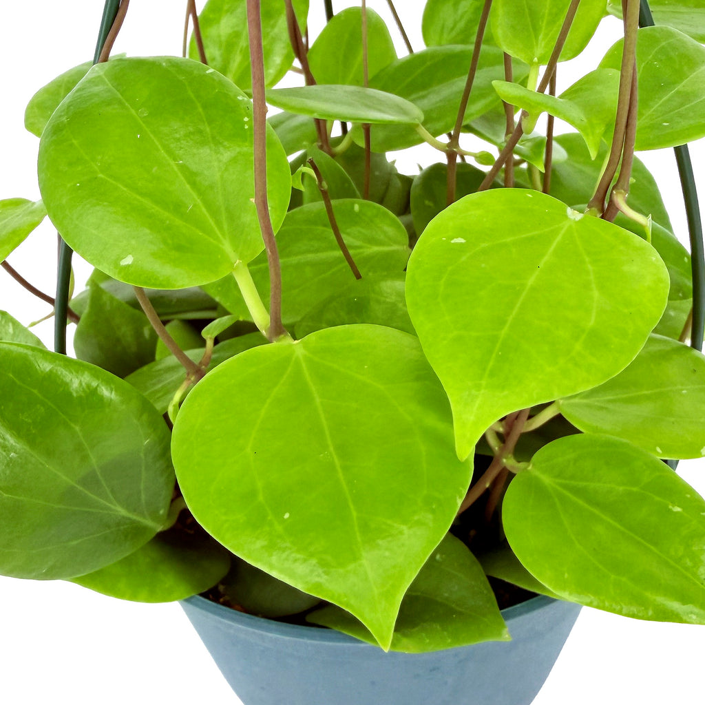 Hoya neocaledonica