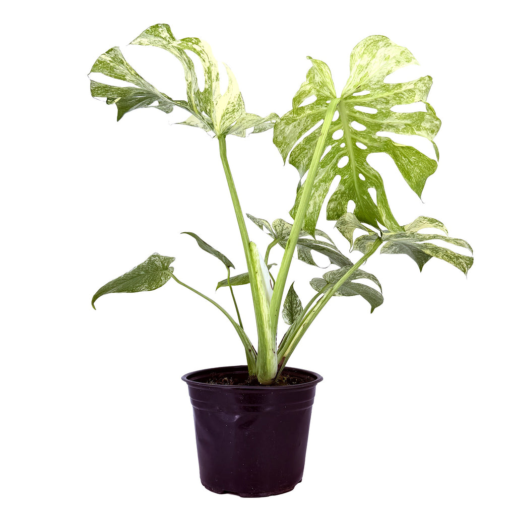 Monstera deliciosa ‘Mint’