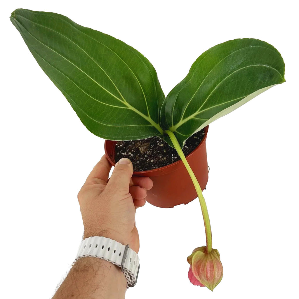 Medinilla magnifica ‘Showy Medinilla'