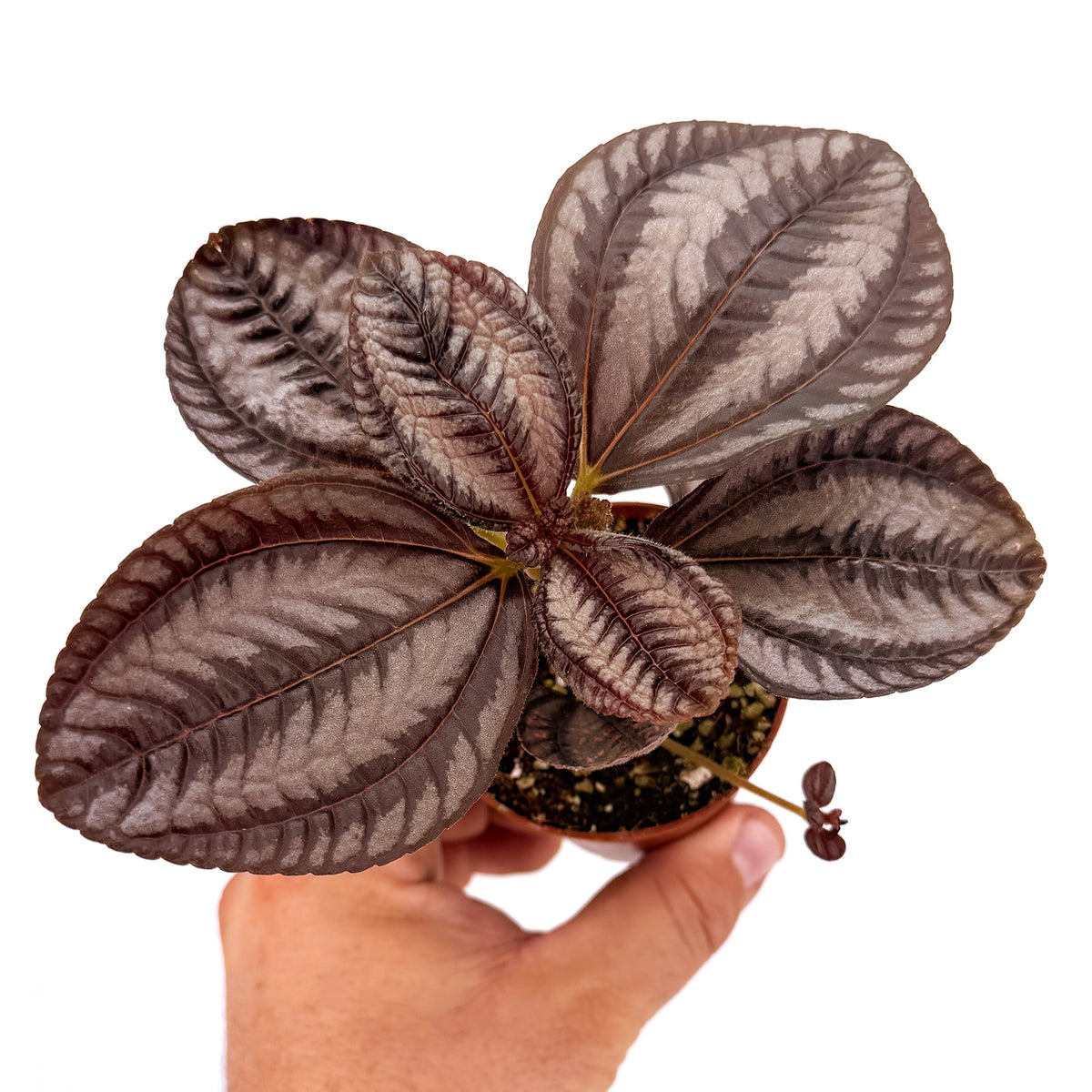 Pilea involucrata ‘Norfolk’