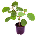 Ficus socotrana