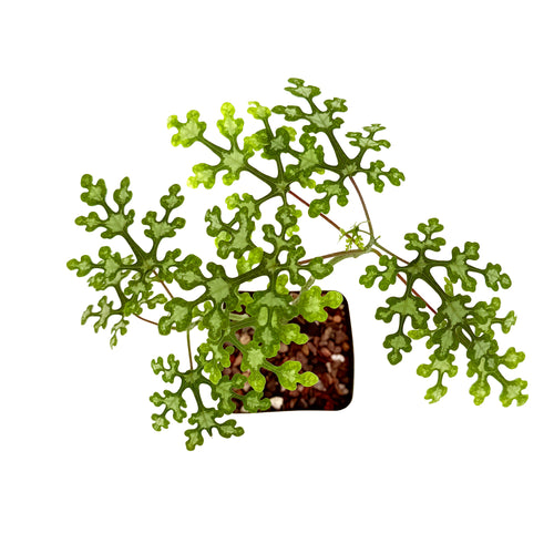 Adenia perrieri