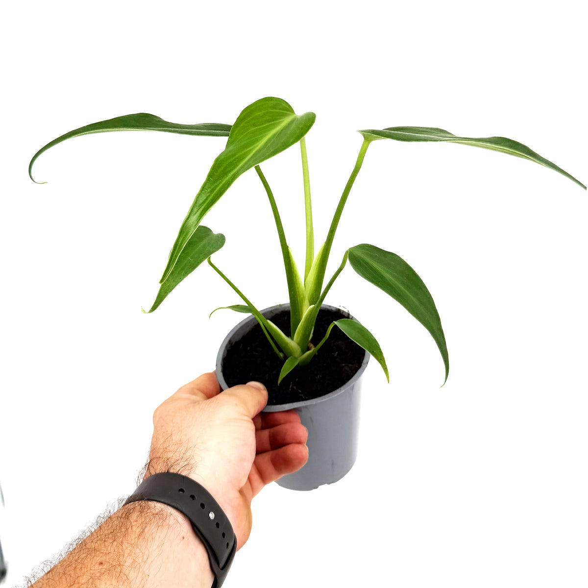 Monstera Burle Marx Flame