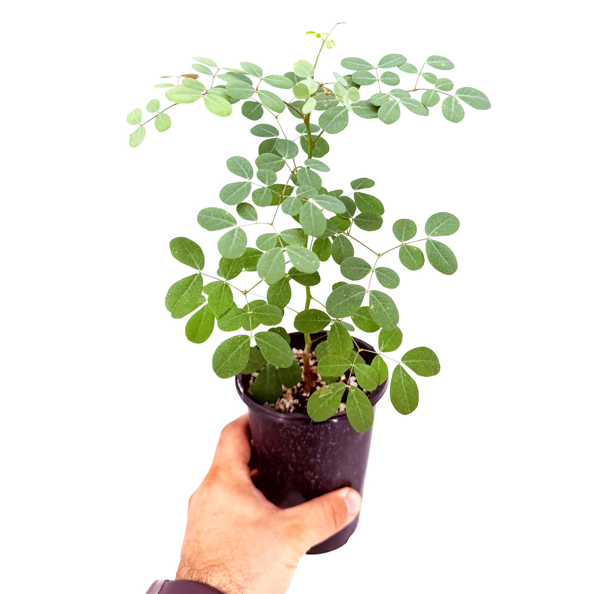 Tara cacalaco ‘Cascalote’