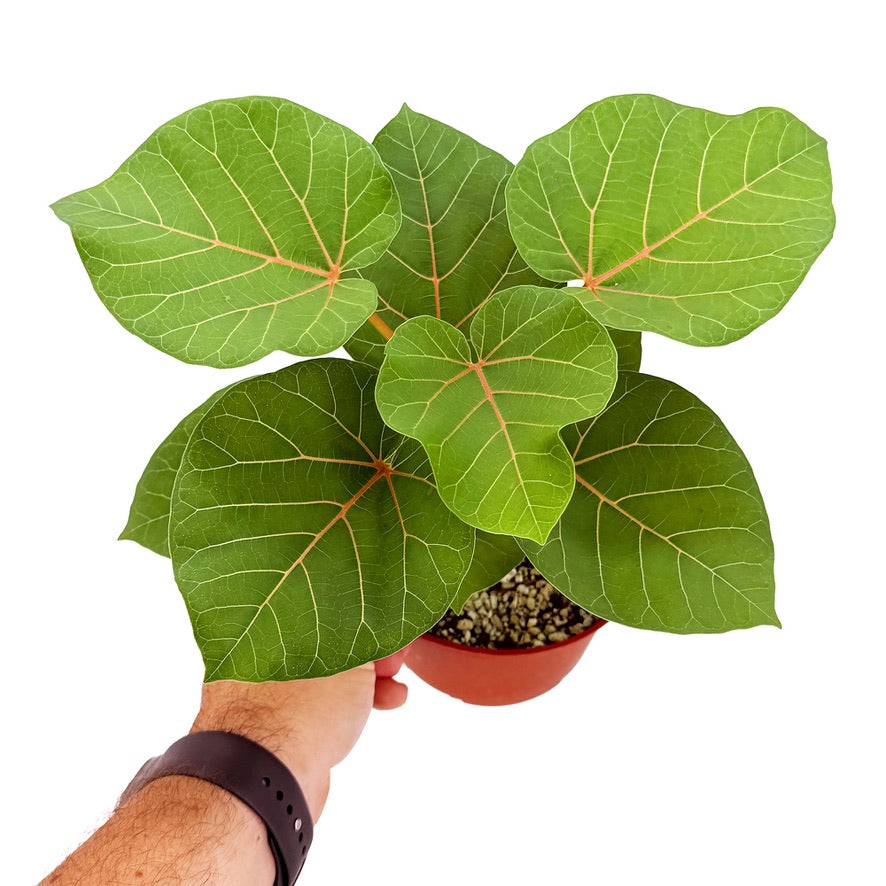 Ficus abutilifolia