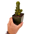 Crassula 'Buddah's Temple'