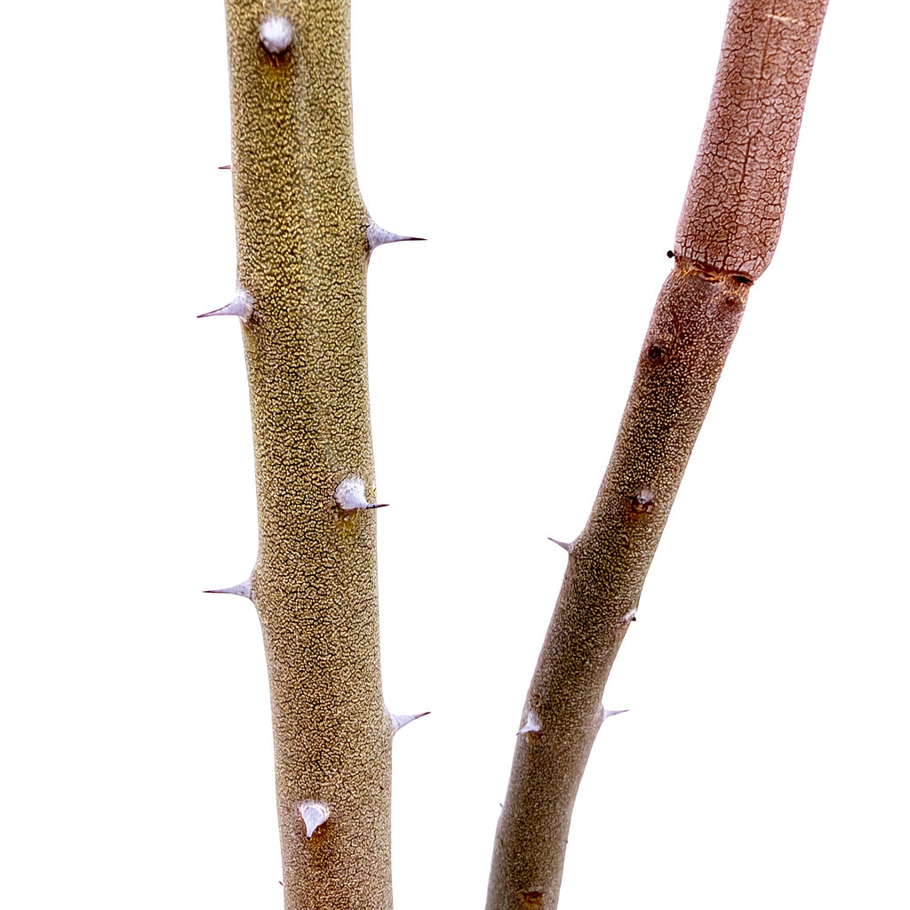 Alluaudia dumosa