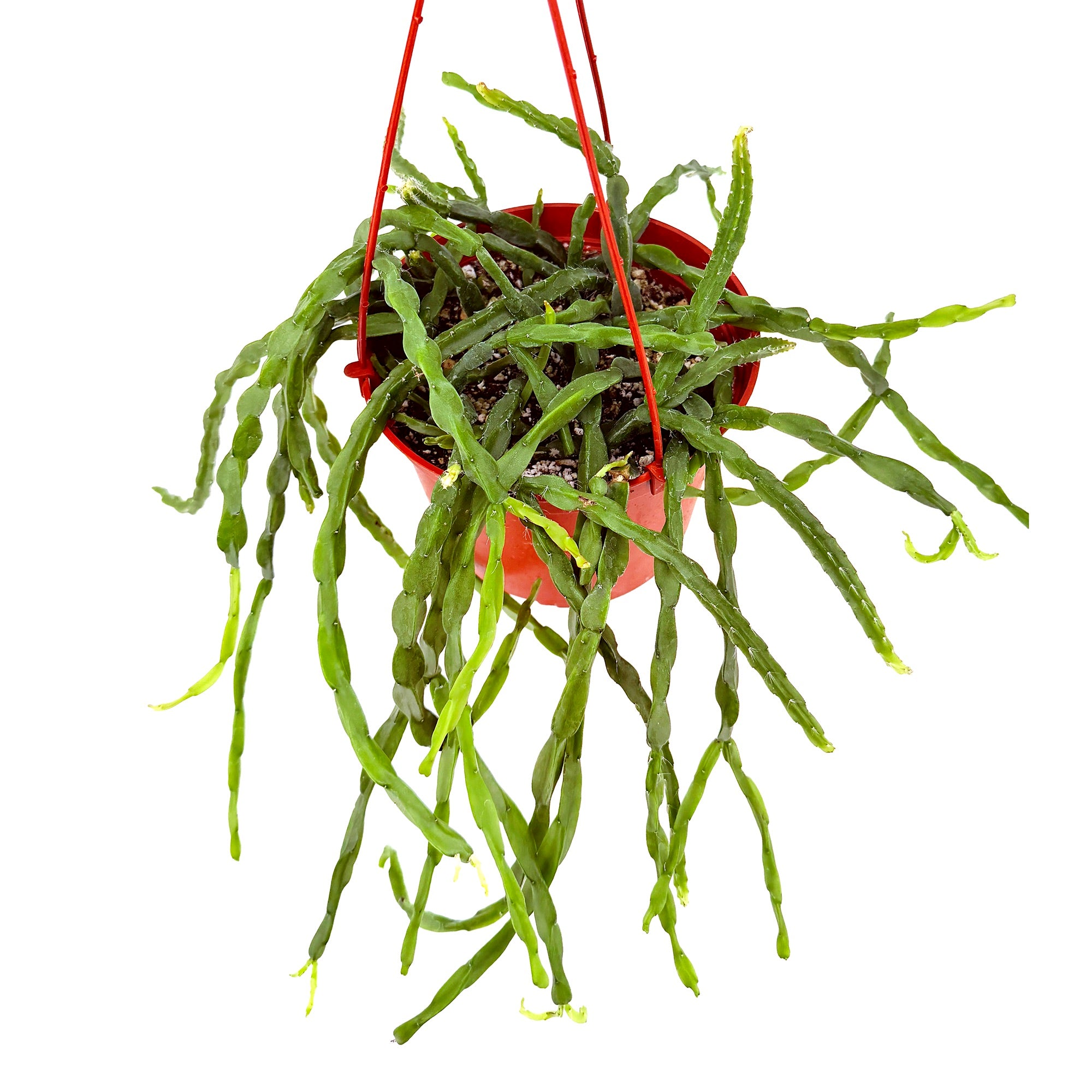 Rhipsalis paradoxa 'Chain Cactus'