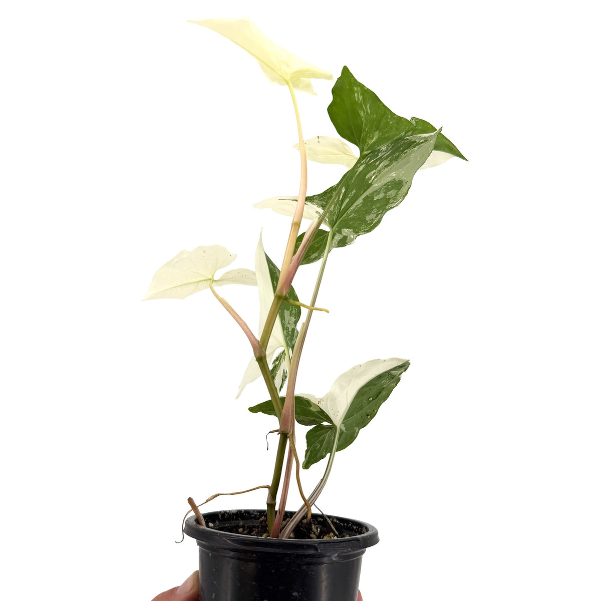 Syngonium podophyllum 'Albo Variegatum'