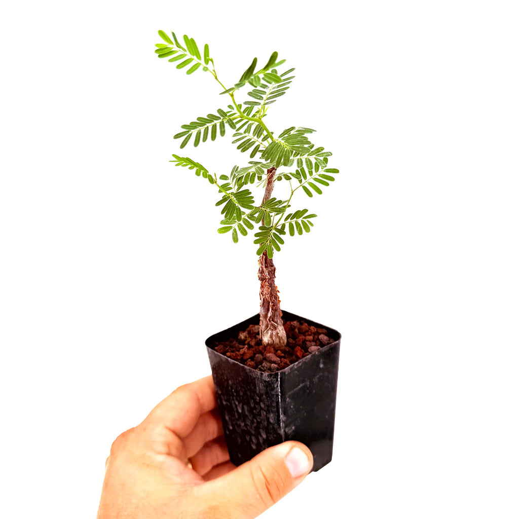 Senna meridionalis