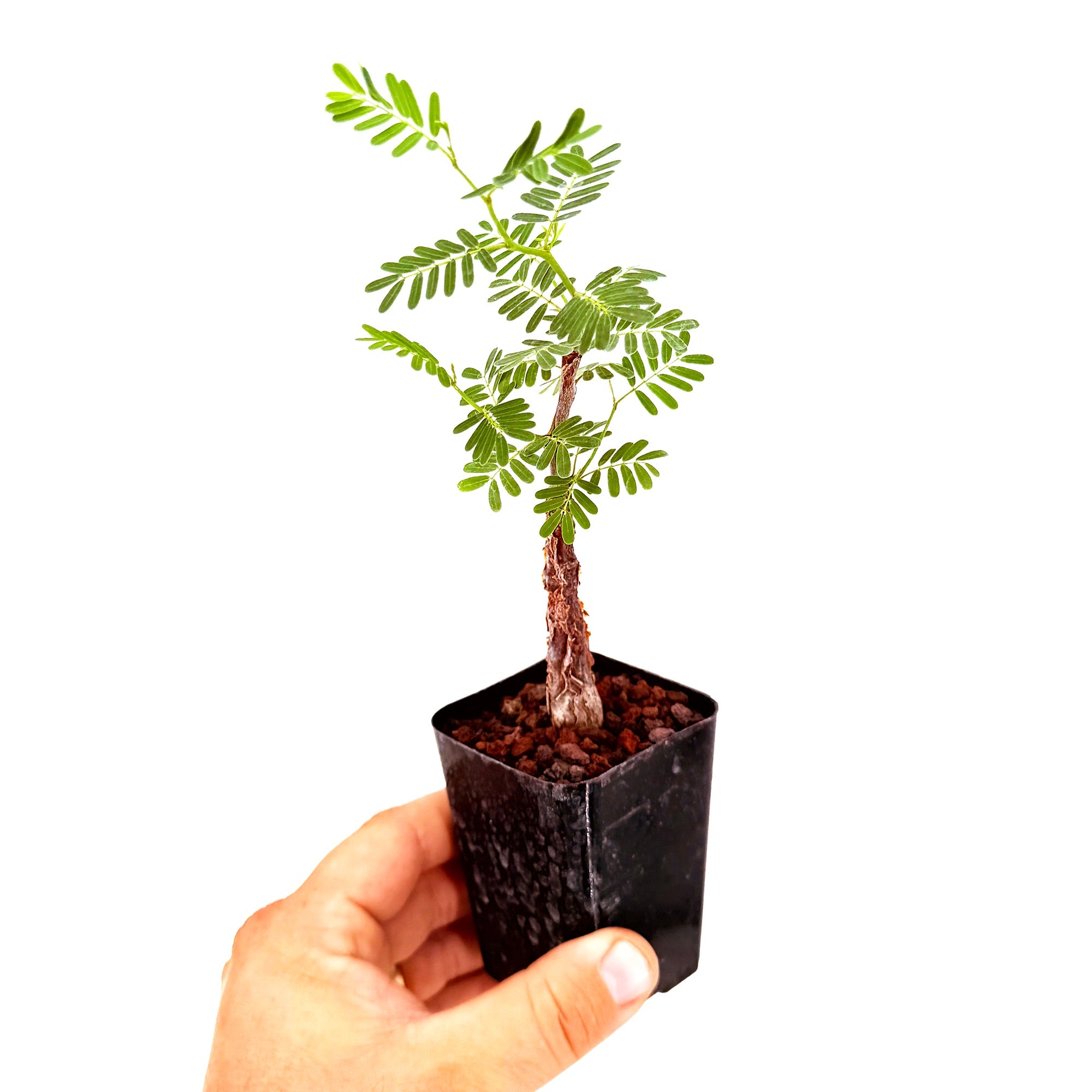 Senna meridionalis