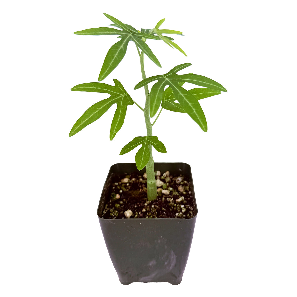Adenia venenata