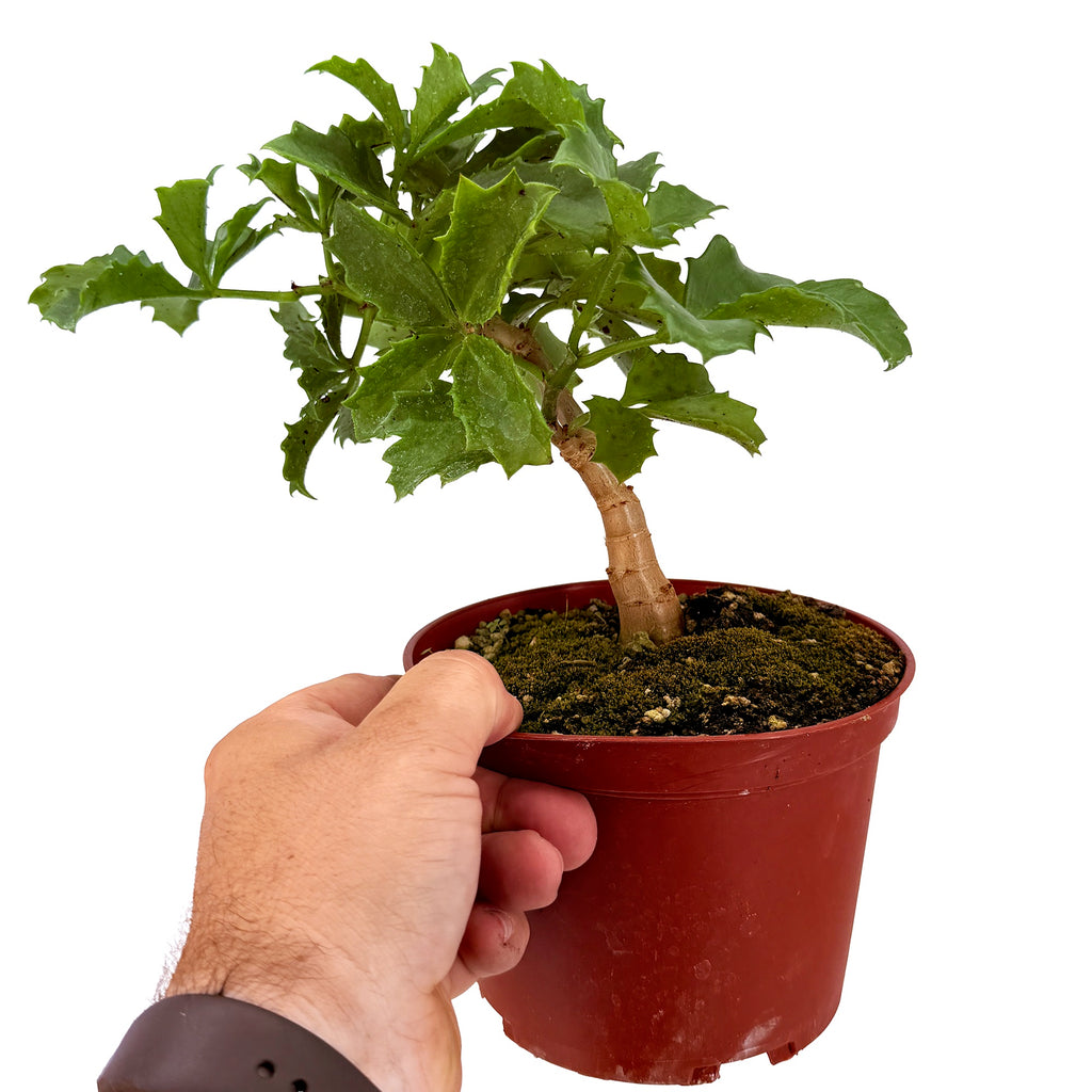 Cyphostemma cirrhosum 'Caudex Grape Vine'