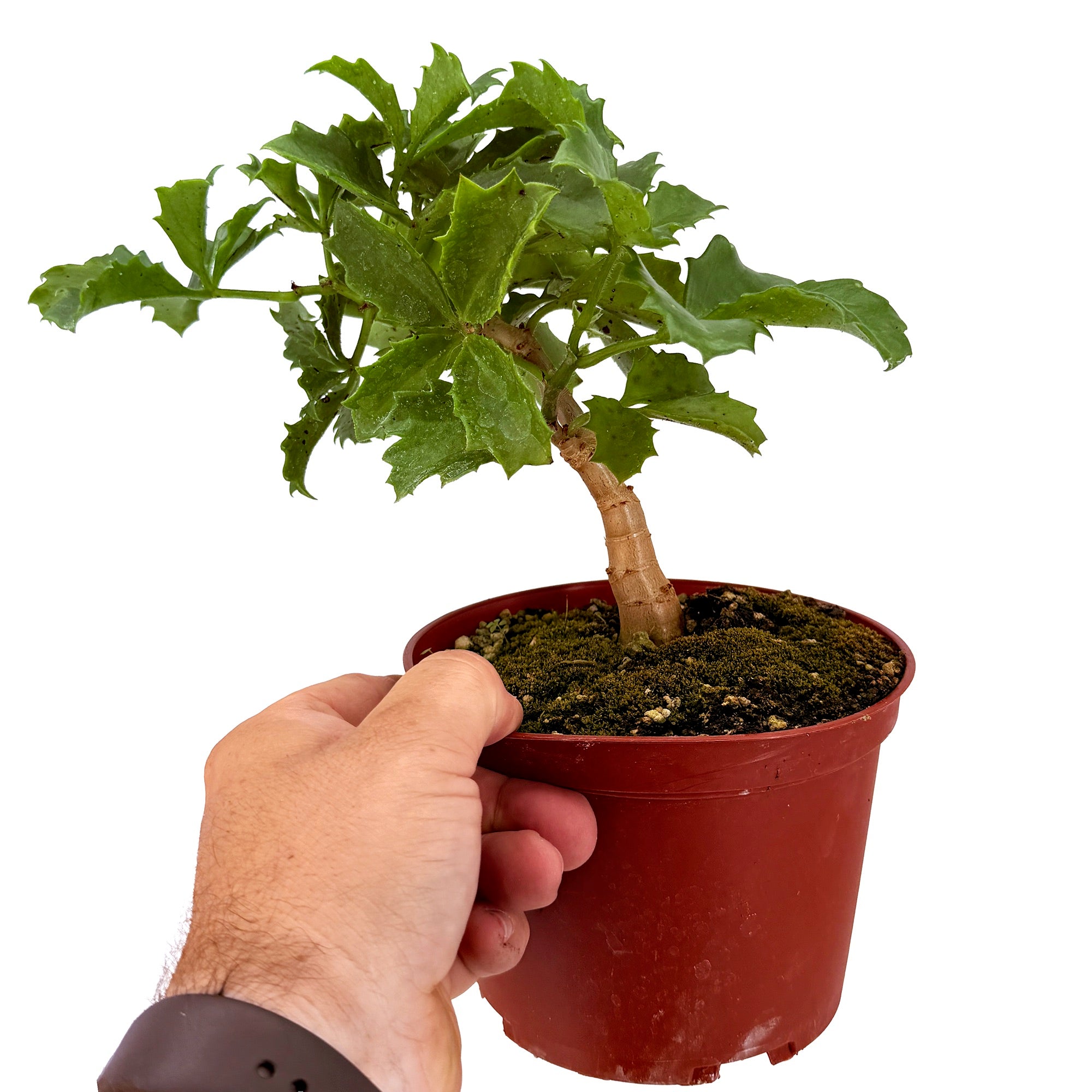 Cyphostemma cirrhosum 'Caudex Grape Vine'