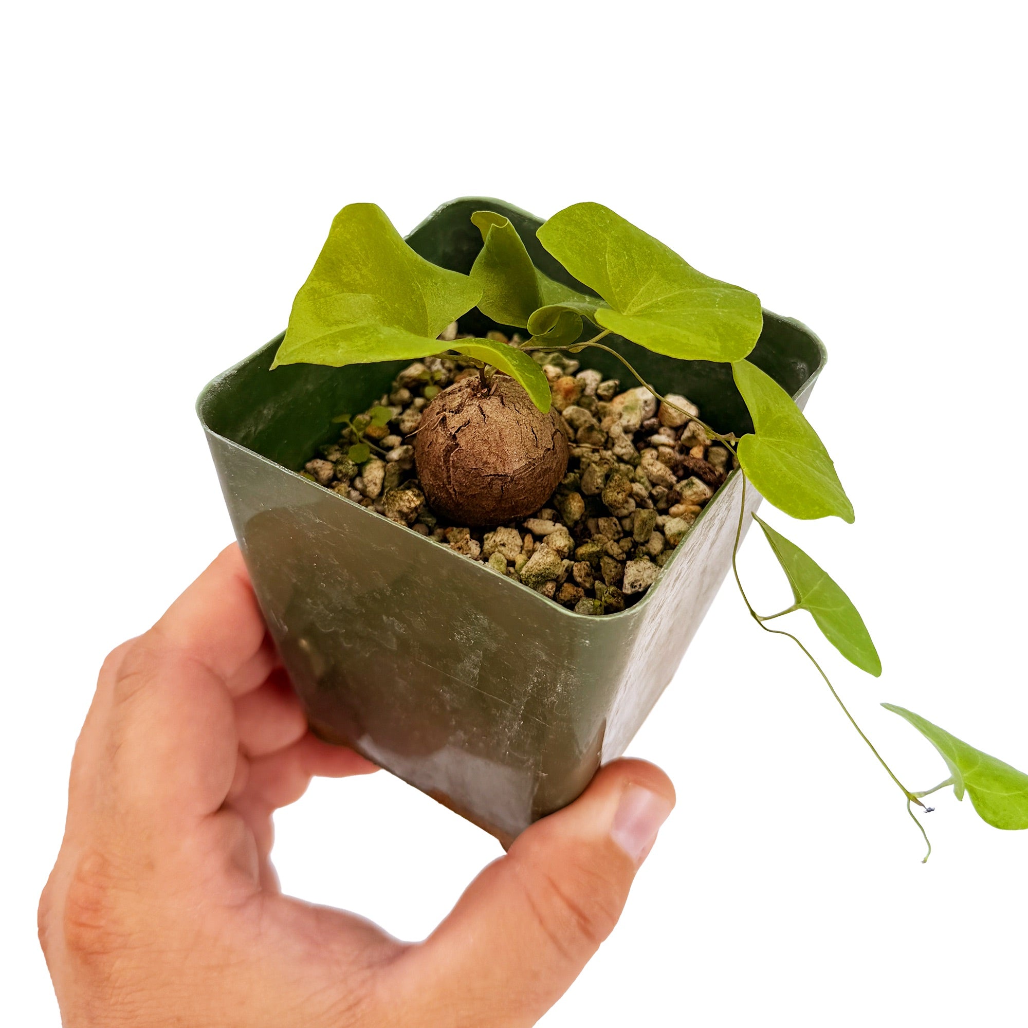 Dioscorea elephantipes 'Elephant's Foot'