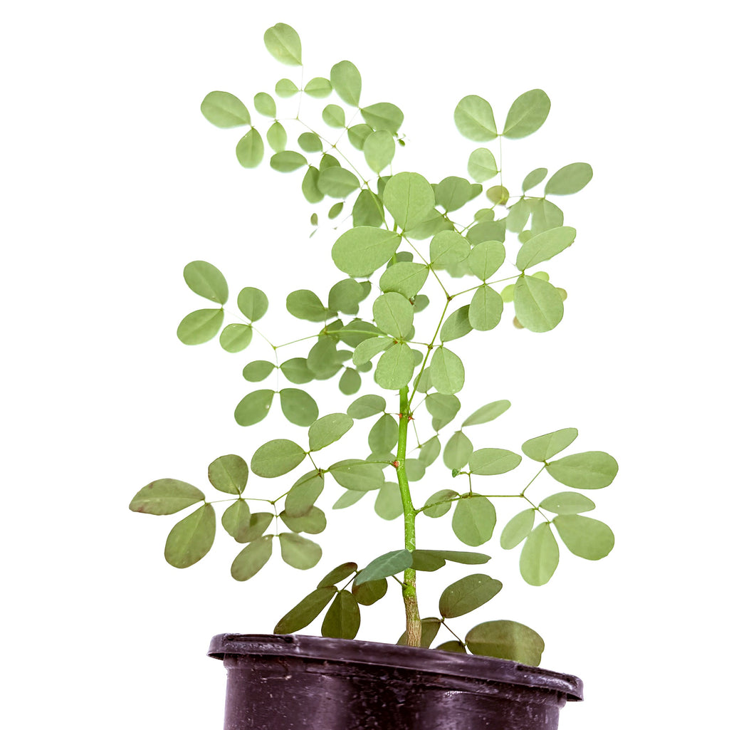 Tara cacalaco ‘Cascalote’