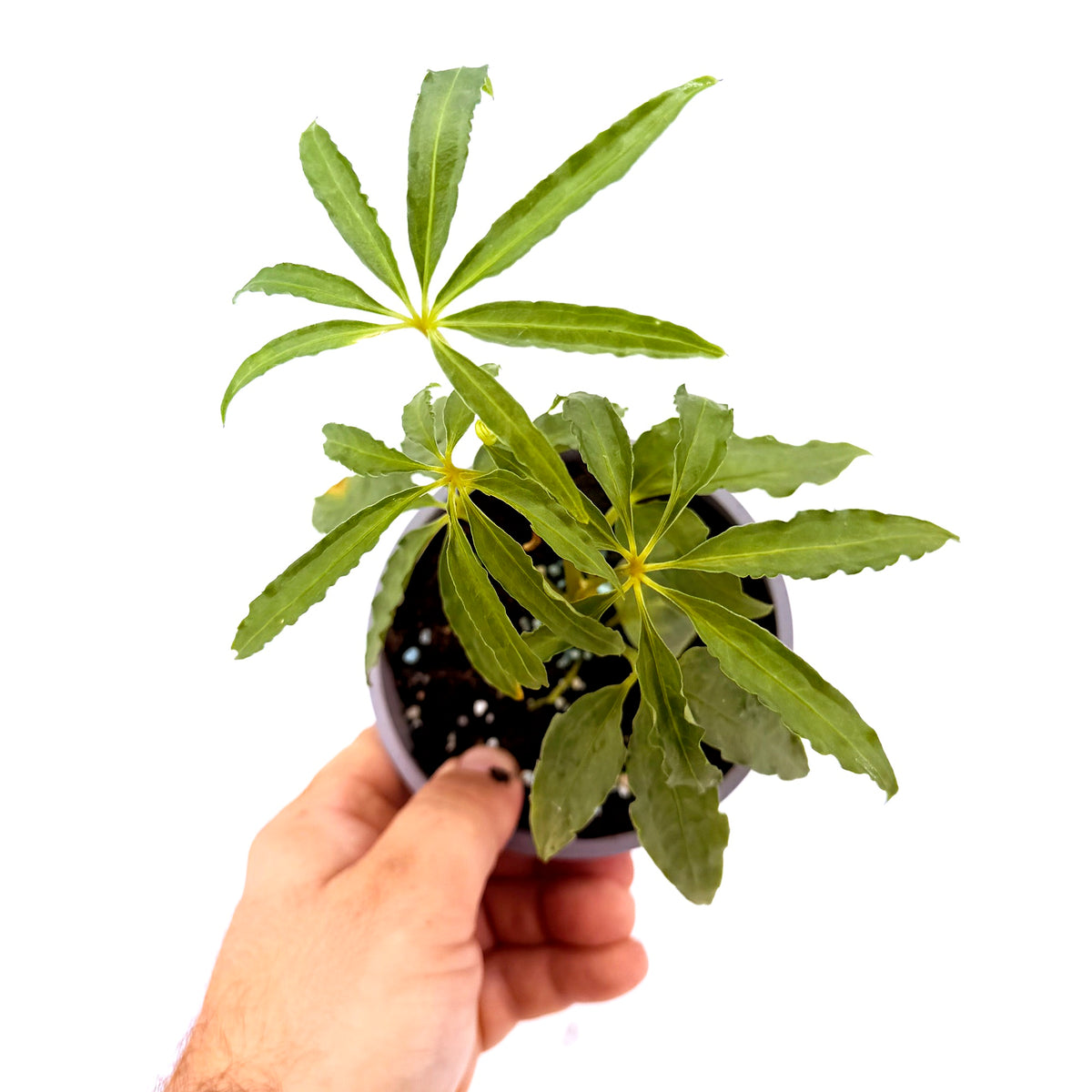 Anthurium polyschistum