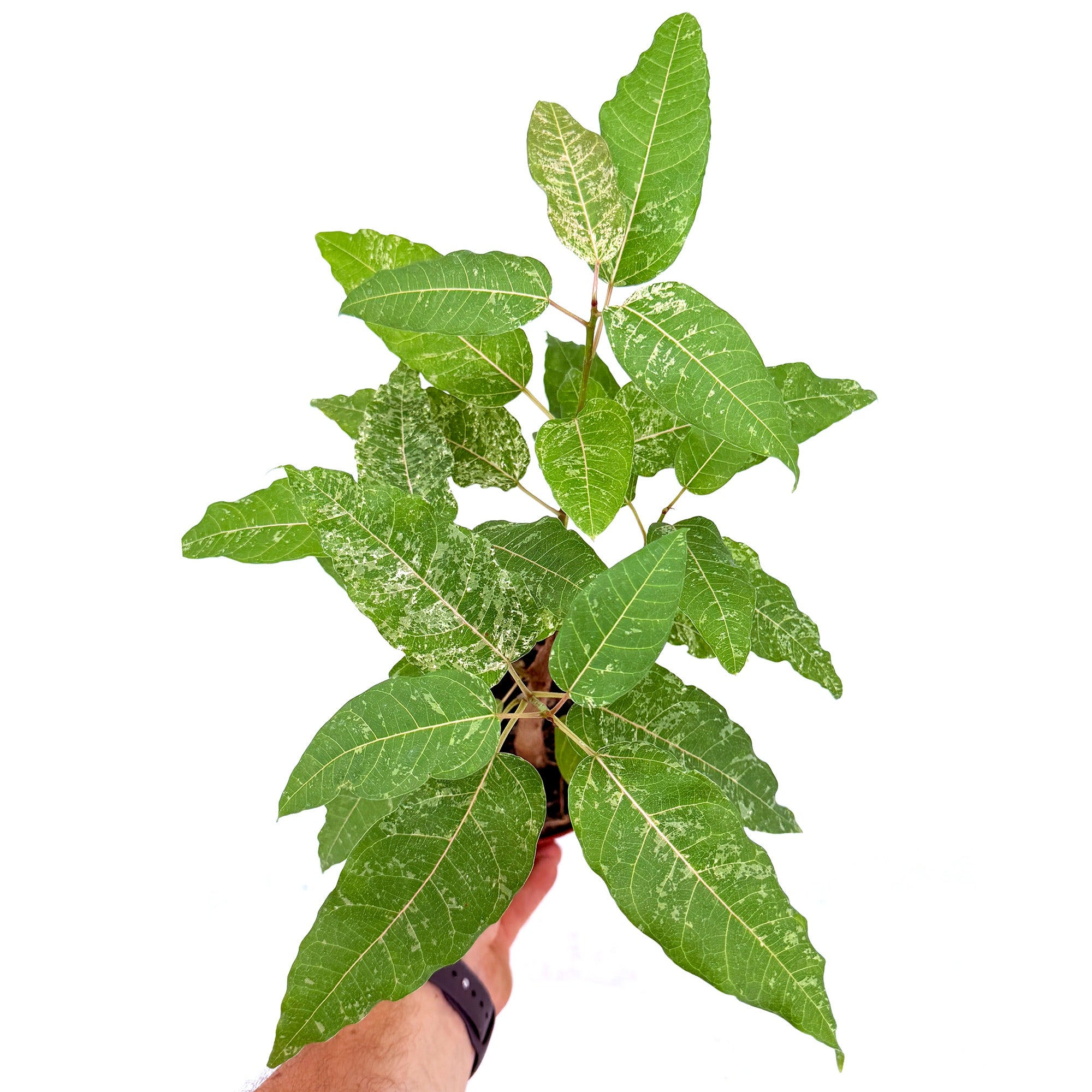 Ficus aspera 'Clown Fig'