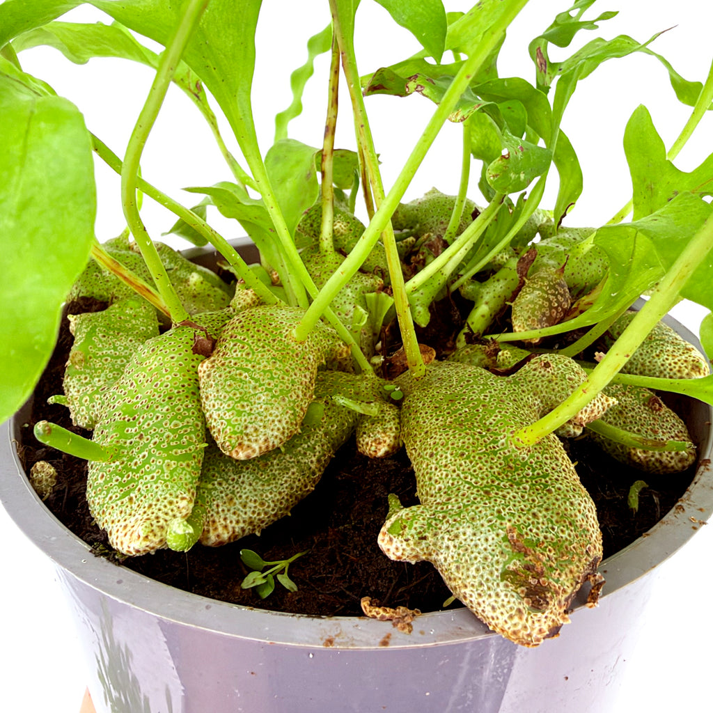 Lecanopteris crustacea 'Ant Fern'