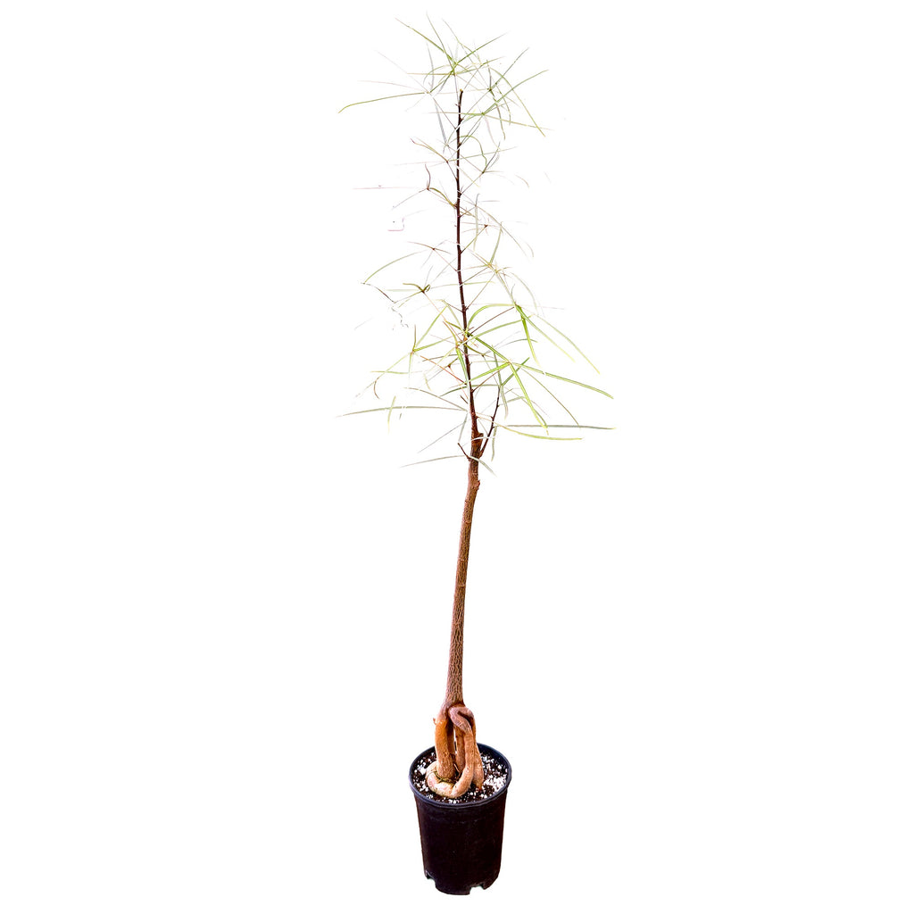 Brachychiton rupestris 'Character Cut Backs'