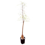Brachychiton rupestris 'Character Cut Backs'