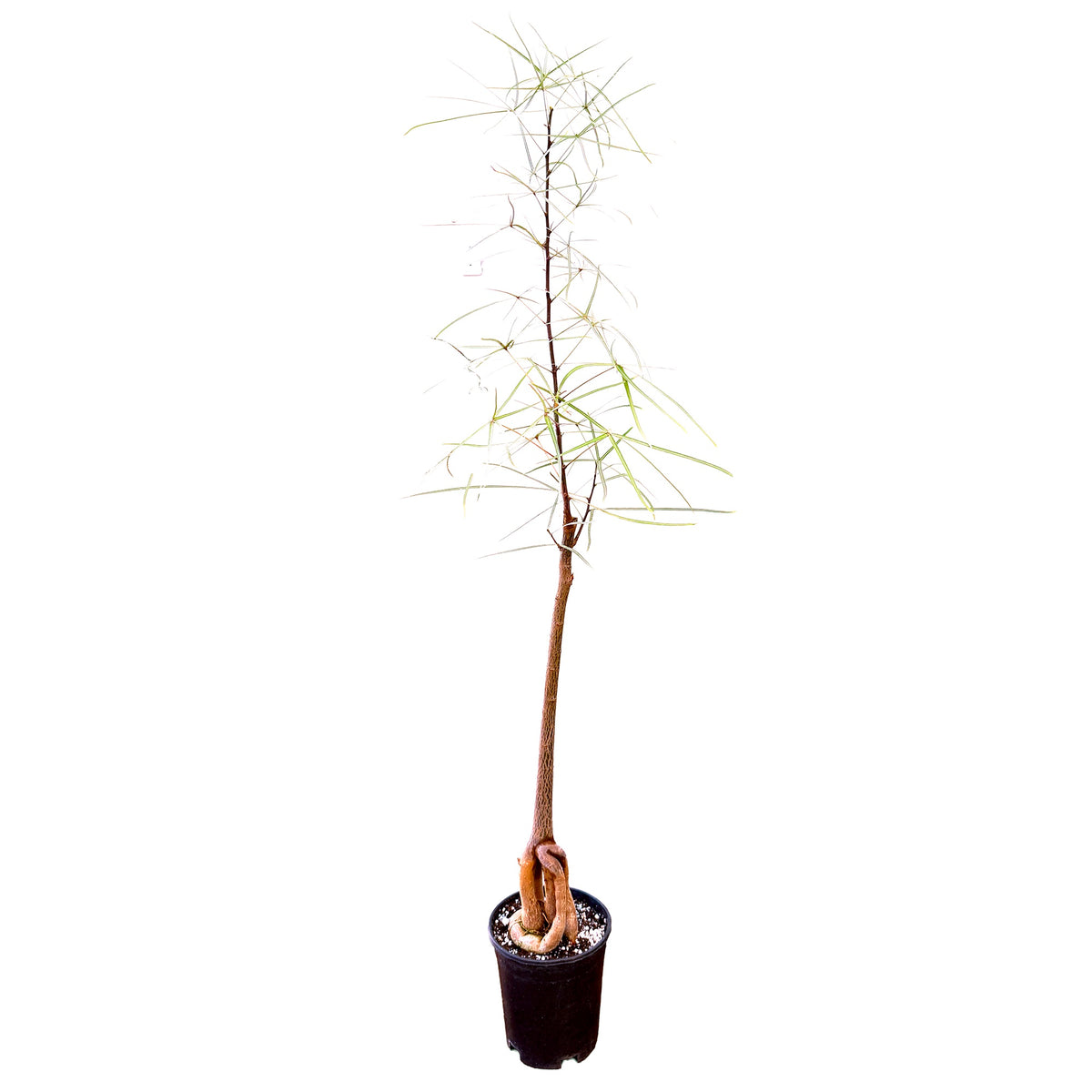 Brachychiton rupestris 'Character Cut Backs'