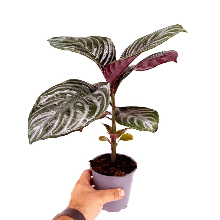 Aphelandra squarrosa ‘Nova Fuego'
