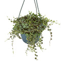 Peperomia prostrata 'String of Turtles'