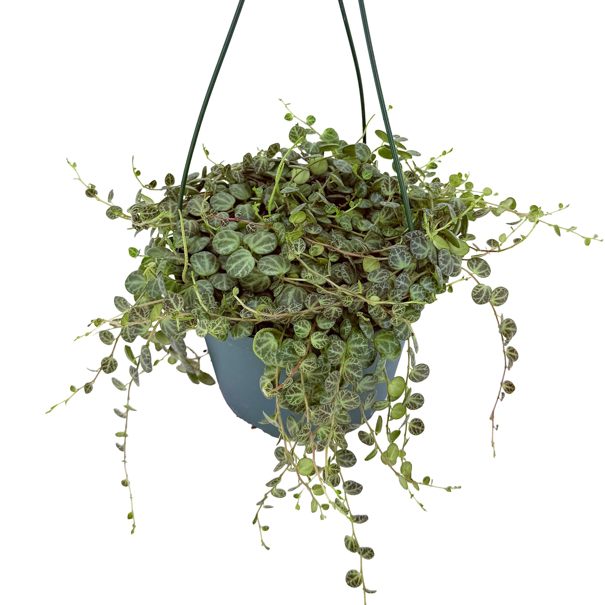 Peperomia prostrata 'String of Turtles'