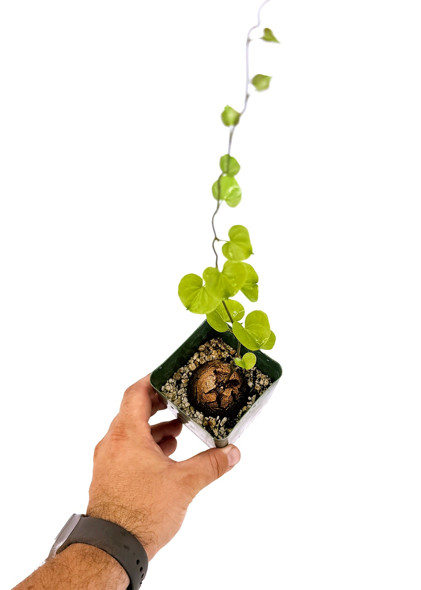 Dioscorea elephantipes 'Elephant's Foot'