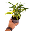 Alpinia zerumbet variegata ’Variegated Shell Ginger'