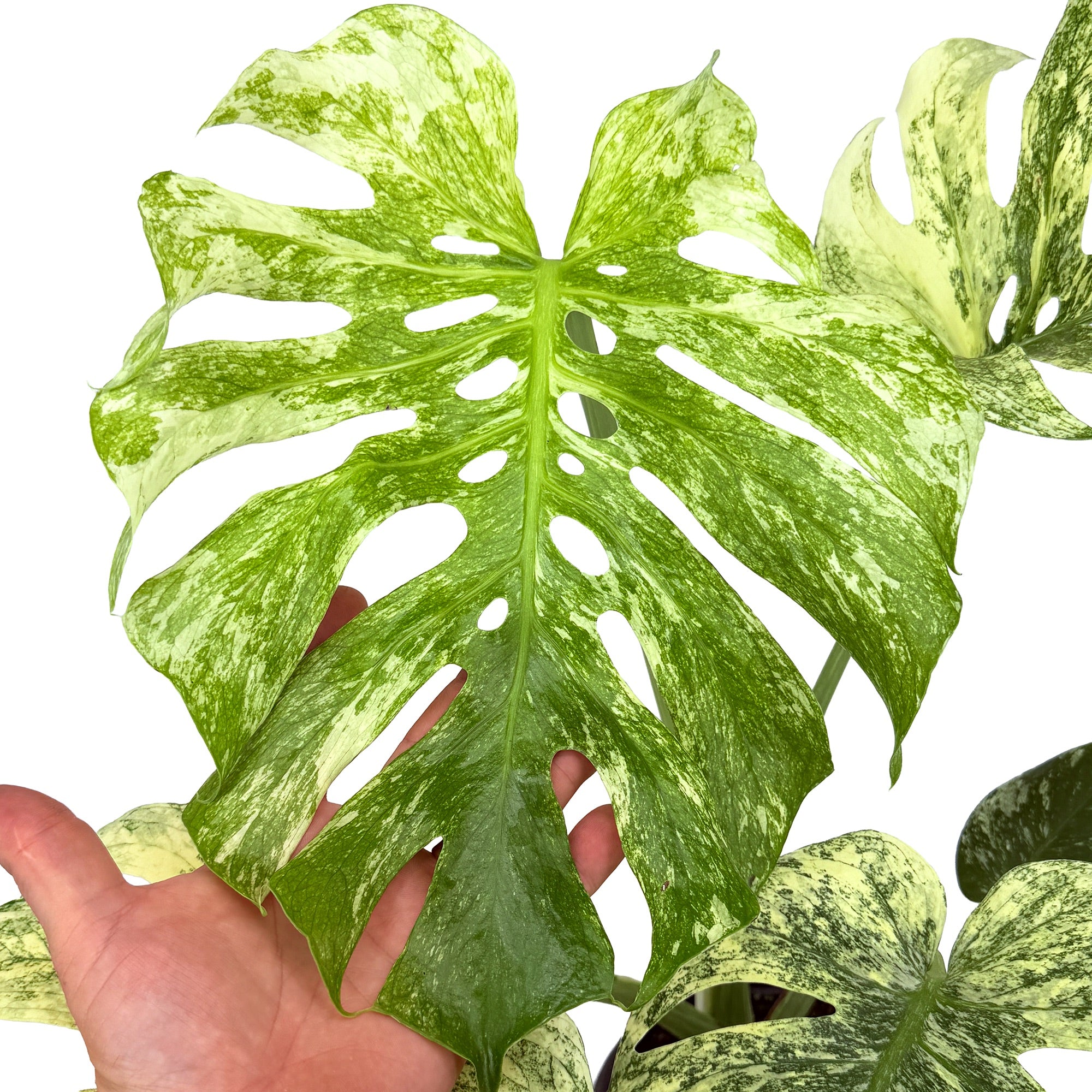 Monstera deliciosa ‘Mint’