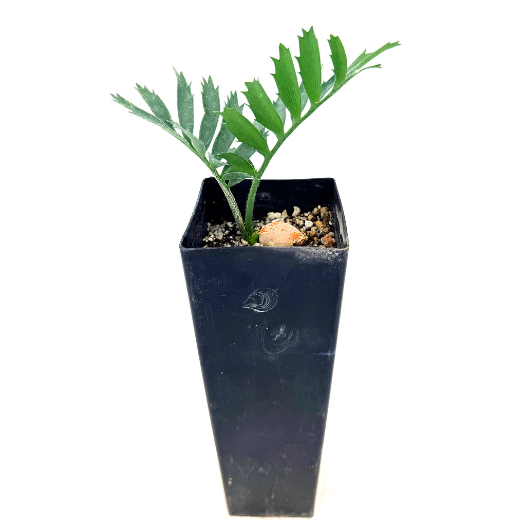 Encephalartos horridus 'Blue Cycad'