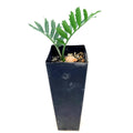 Encephalartos horridus 'Blue Cycad'